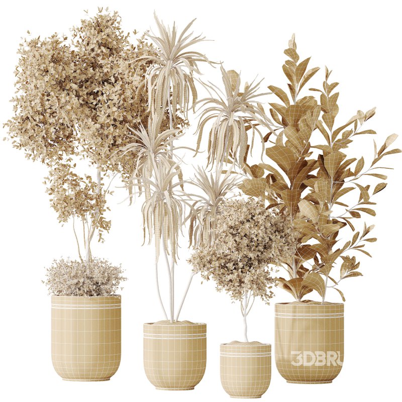 AV Indoor plants set 187 Mission Kalamata Arbequina Olive and Lemon Lime Cane Dragon and Ficus Microcarpa Moclame Image 7