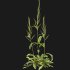 Rumex crispus – curled dock - Thumbnail 6
