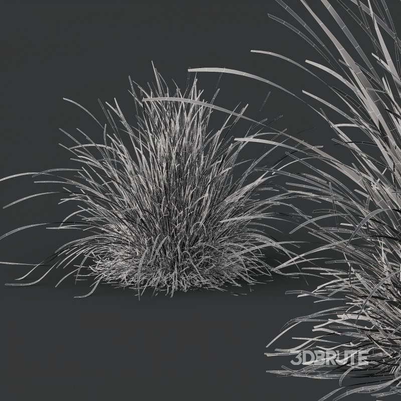 AV 6 different Grasses Pennisetum Alopecuroides Lampenputzergras Fountain Hameln and Carex Elata Aurea Image 7