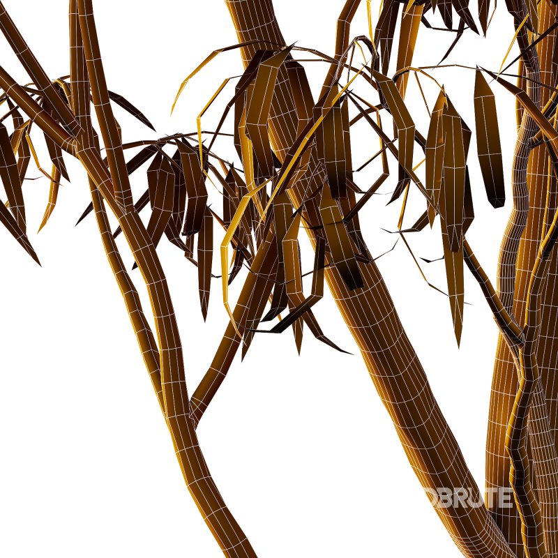 Eucalyptus Robusta Trees 02 Image 1