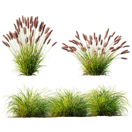 AV 6 different grasses Pennisetum Alopecuroides Lampenputzergras Fountain Hameln and Carex Elata Aurea Grass Version2