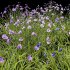 AV Spring flowering grasses Fringe lily and Libertia Grandiflora - Thumbnail 5