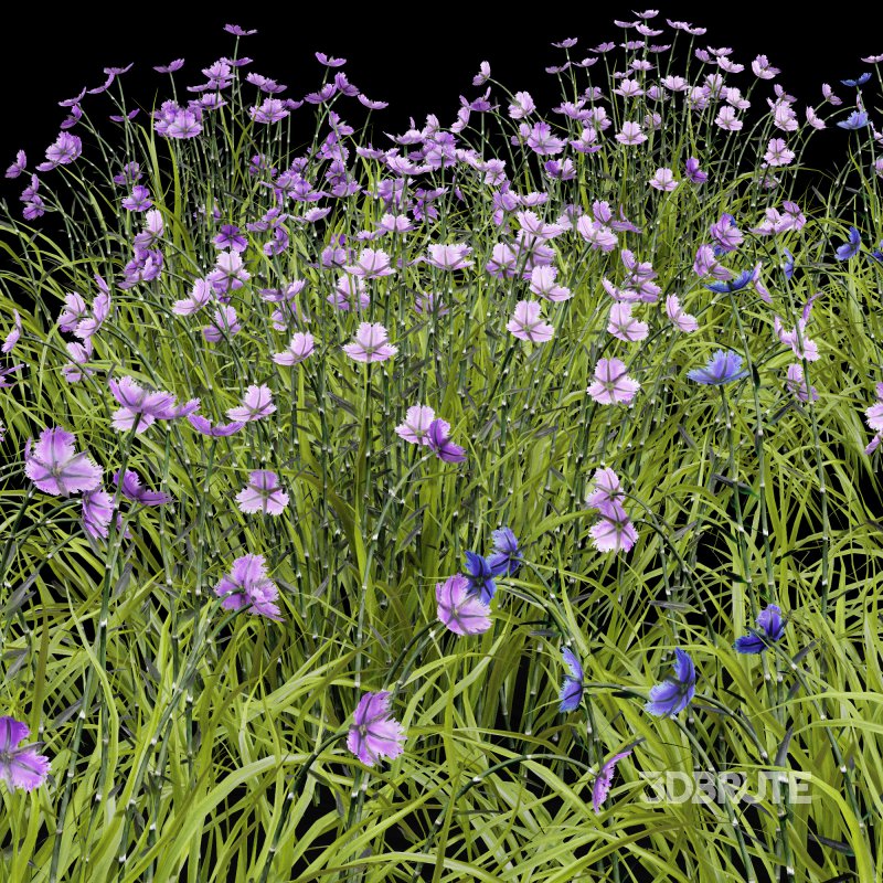 AV Spring flowering grasses Fringe lily and Libertia Grandiflora Image 5