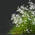 AV Spring flowering grasses Fringe lily and Libertia Grandiflora - Thumbnail 6