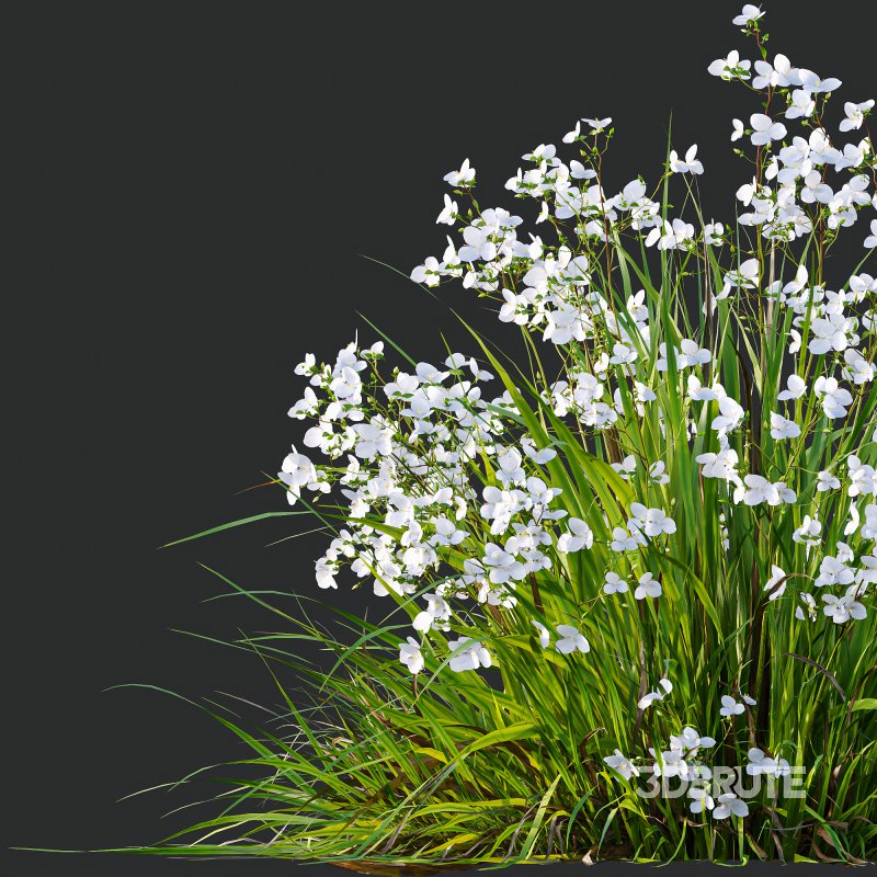AV Spring flowering grasses Fringe lily and Libertia Grandiflora Image 6