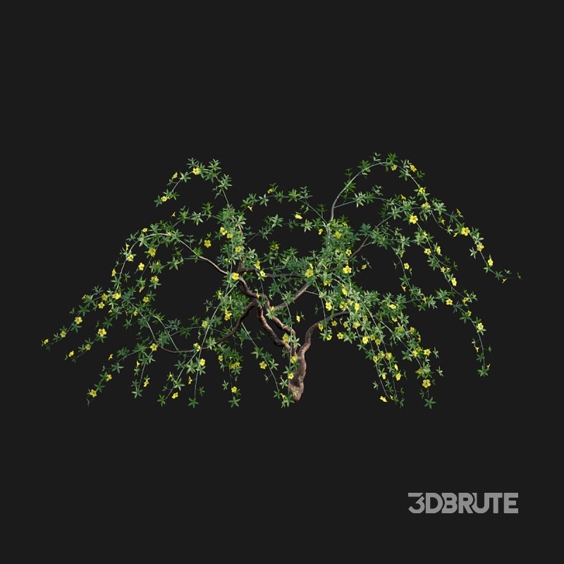 Allamanda cathartica – Golden Trumpet Image 4