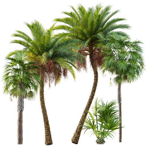 AV Sabal Palmetto Cabbage Palm and Phoenix Sylvestris Fruit palm tree