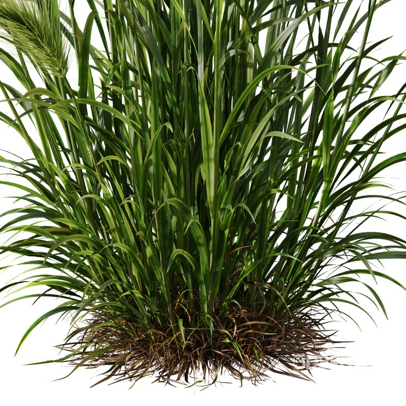 AV 11 different Grasses Image 2