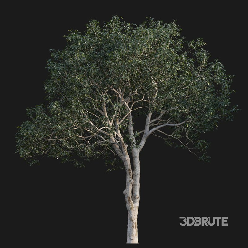 Osmanthus fragrans Image 2