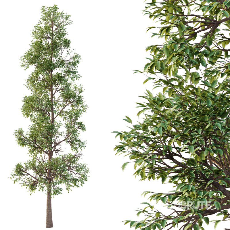 Eucalyptus Robusta Trees 05 Image 4