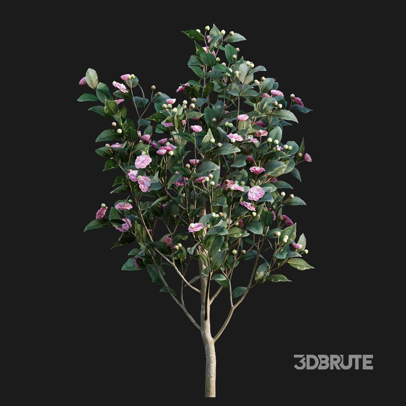 Camellia japonica – Japanese camellia 02 Image 3