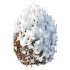 AV Plants Ligustrum Quihoui Privet Pruned Sphere Winter Snow - Thumbnail 1