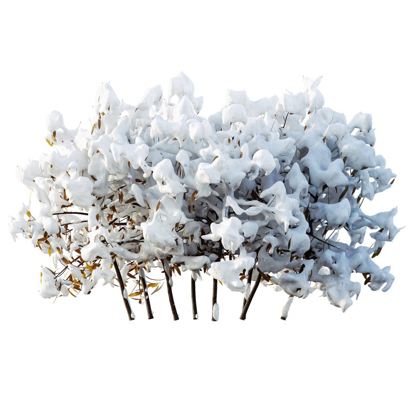 AV Plants Rhododendron Arboreum Bush Winter Snow Image 1