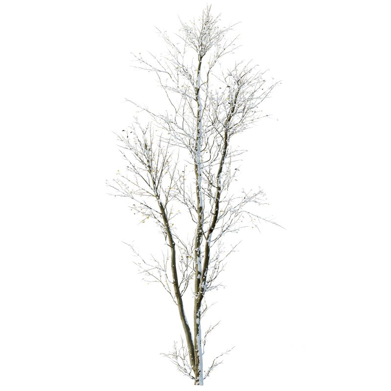 AV Plants Celtis Australis Winter Snow Image 1