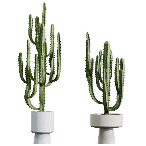AV HousePlants Cactus Trigona Peruvian