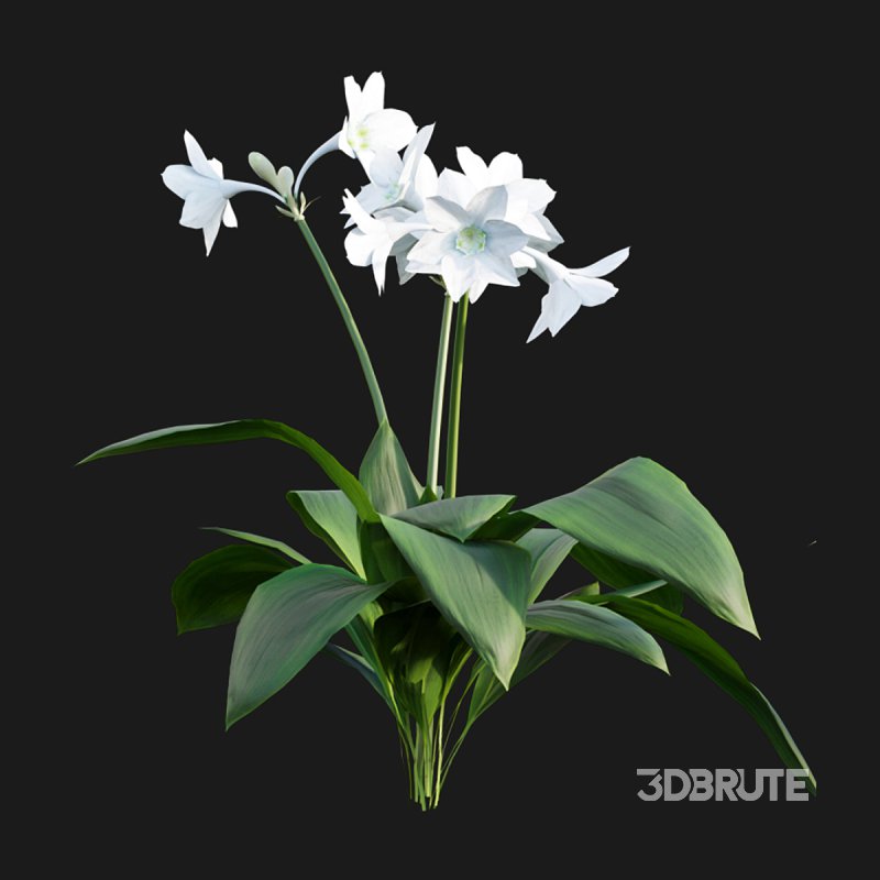 Eucharis grandiflora – Amazon Lily Image 6