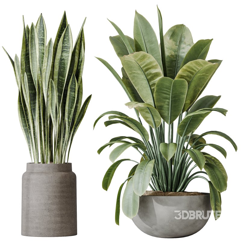 AV Indoor plants set 182 Areca Majesty Palm and Ficus Elastica Robusta and Olive Elegant Mission and Green Sansevieria Image 4