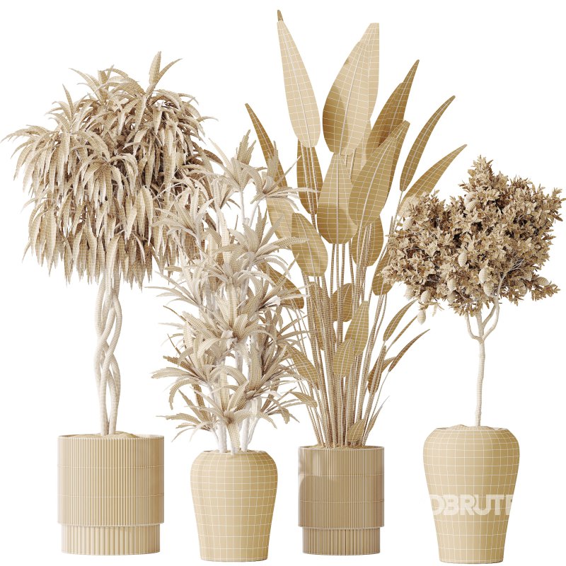 AV Indoor plants set 190 Mandarin Citrus Fruit Lemon and Ficus Binnendijkii and Lemon Lime Cane Dragon and Bird Of ParadiseBird Image 7