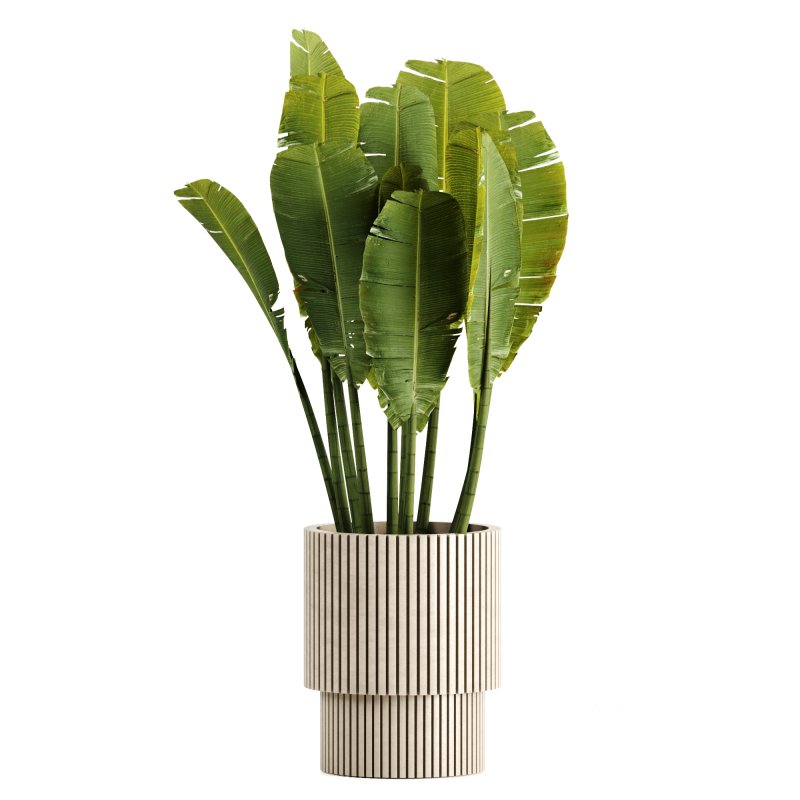 Indoor plants-Pot and tree set168 Image 1