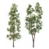 Eucalyptus Robusta Trees 05 - Thumbnail 1