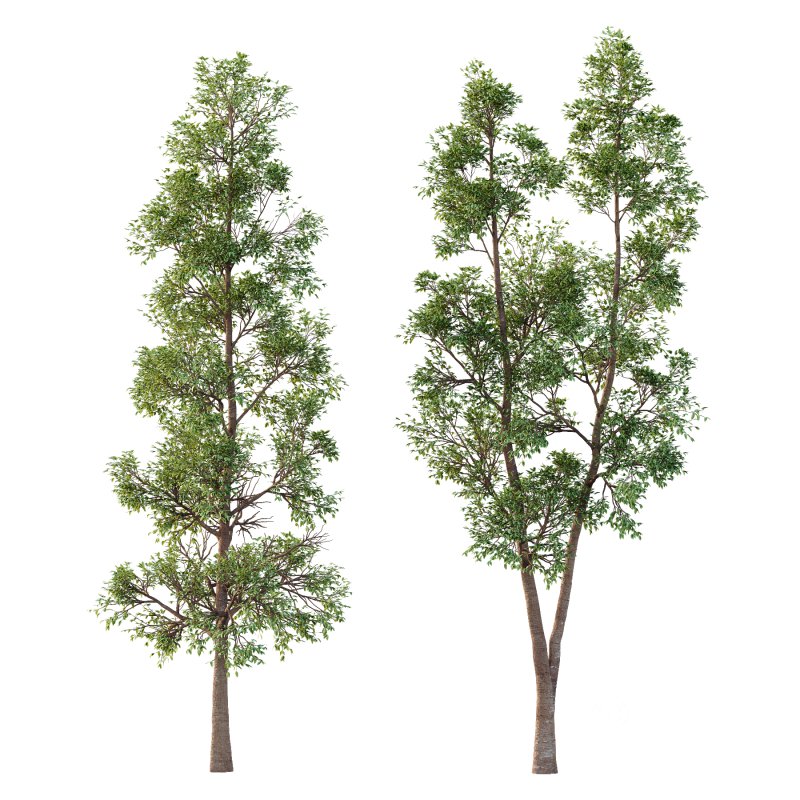 Eucalyptus Robusta Trees 05 Image 1