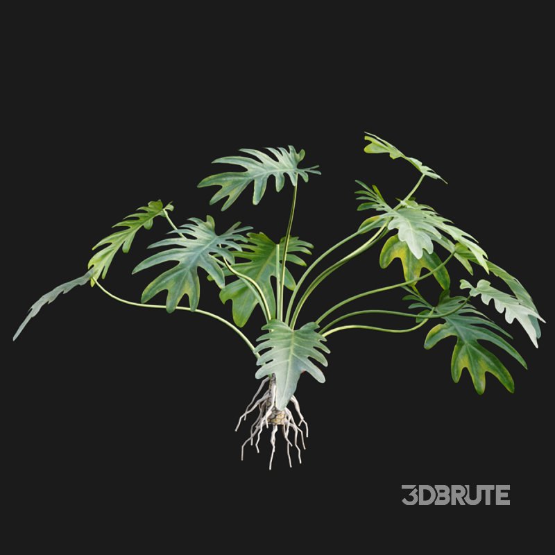 Philodendron xanadu Image 2