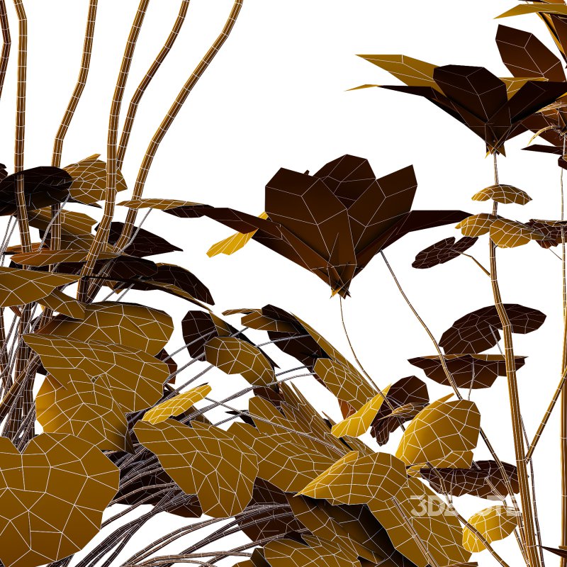 comes from the Greek word geranos meaning crane in reference to the fruit which purportedly resembles the head and beak of a crane. Image 7