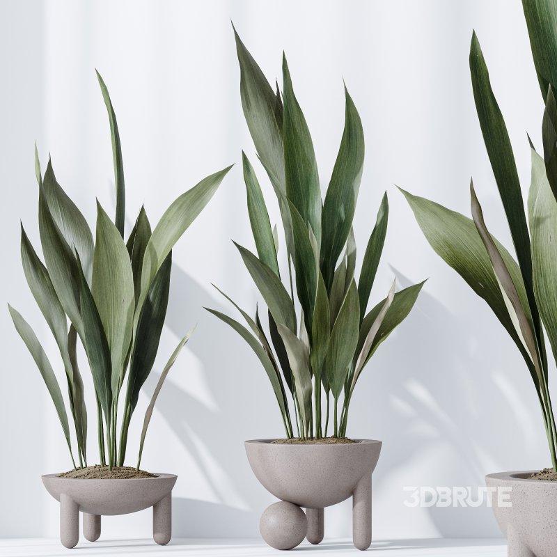 AV Indoor plants set 183 Mission Arbequina Olive and Aspidistra Elatior Cast iron and Ravenala Banana Strelitzia Nicolai Image 5