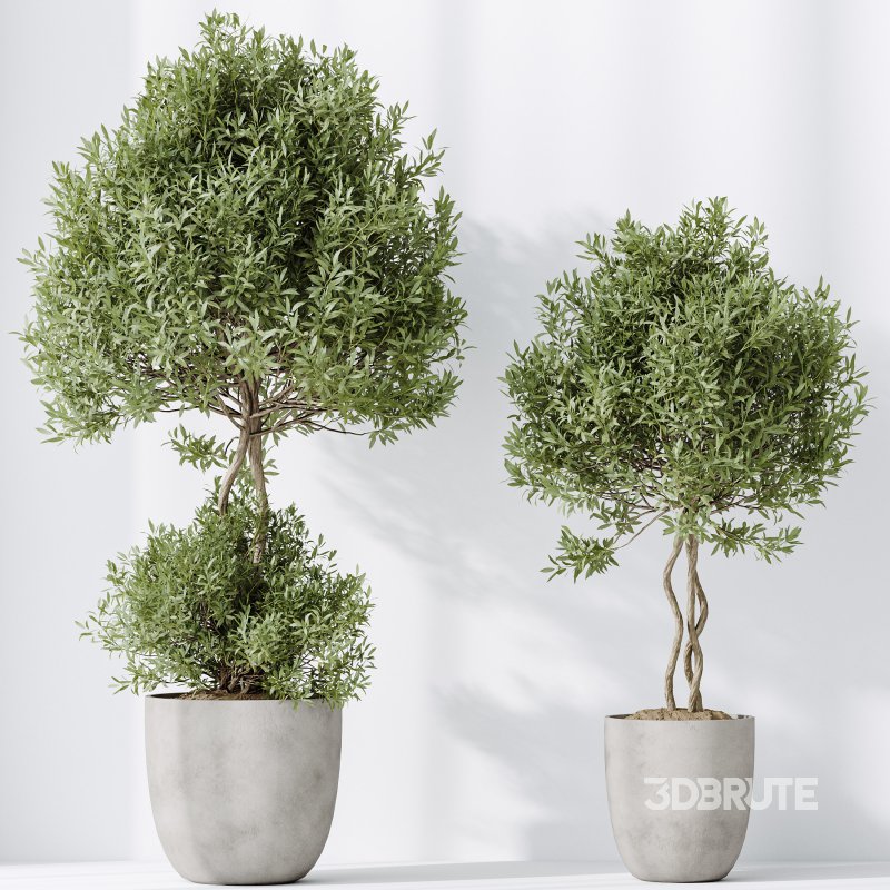 AV Indoor plants set 184 Mission Leccino Arbequina Olive and Cunjevoi Alocasia Jardin and Alnus Glutinosa Alder and Yucca Elephantipes Gigantea Image 4