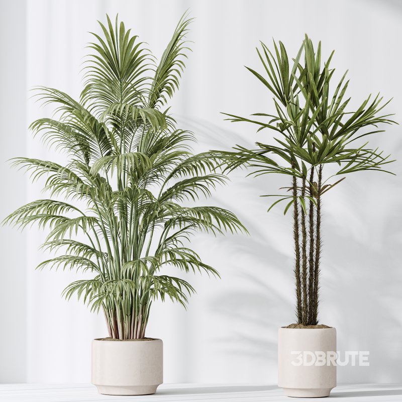AV Indoor plants set 186 Olive Artificial and Arboricola Umbrella and Areca Palm and Rhapis Excelsa Lady Palm and Ruffled Fan Palm Image 6