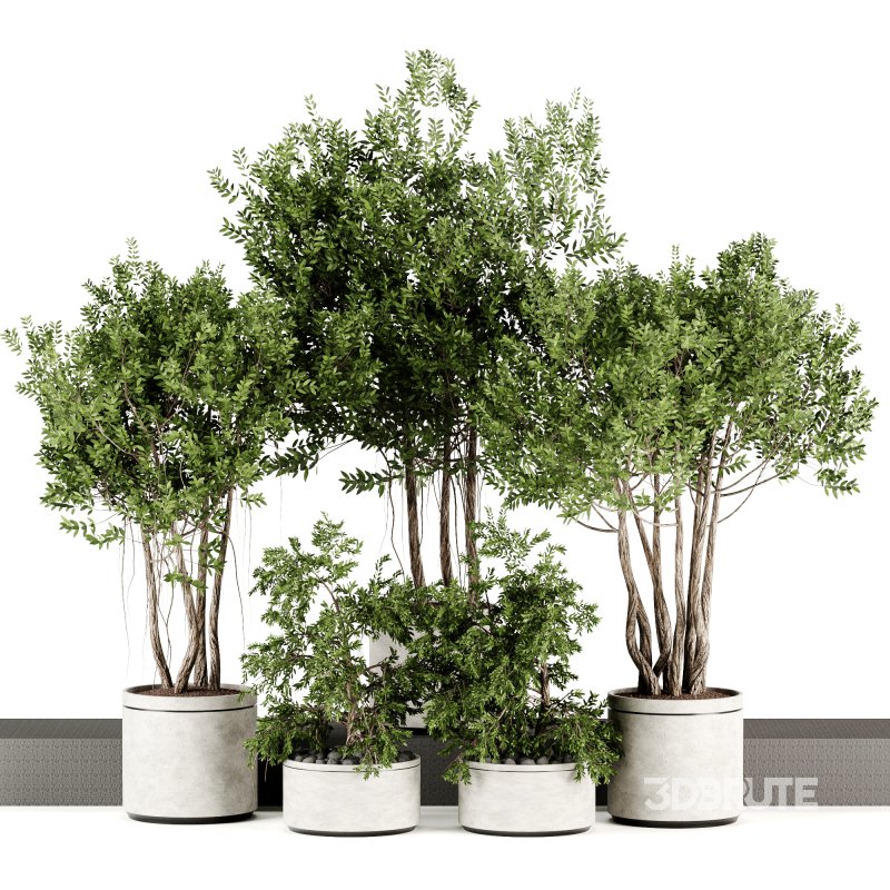 Indoor plants-Pot and tree set167 Image 3