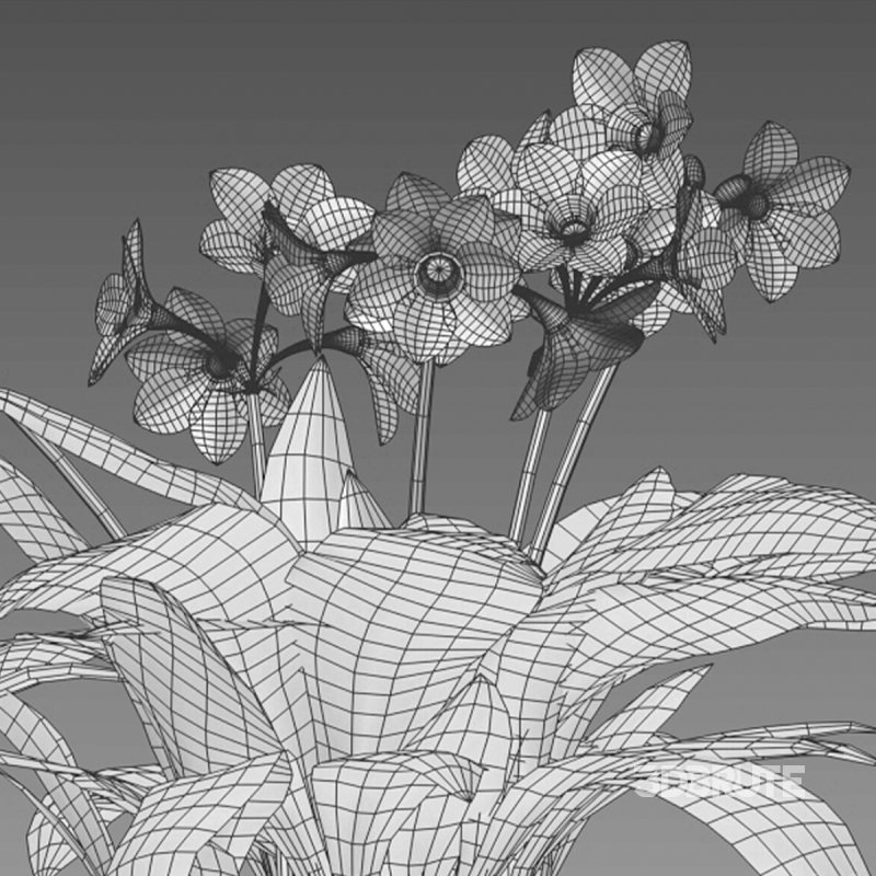 Eucharis grandiflora – Amazon Lily Image 7