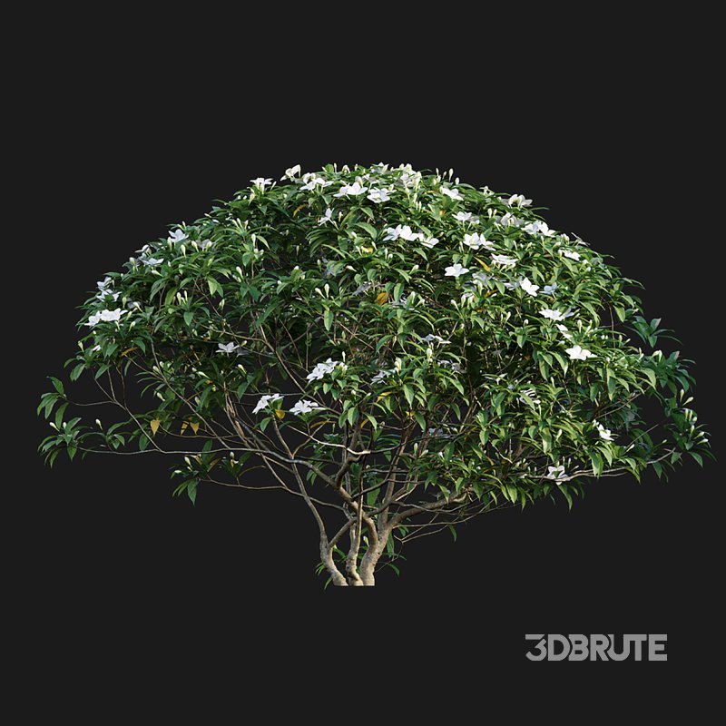 Wrightia antidysenterica 02 Image 2