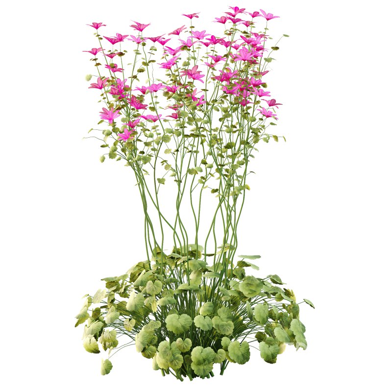 comes from the Greek word geranos meaning crane in reference to the fruit which purportedly resembles the head and beak of a crane. Image 2