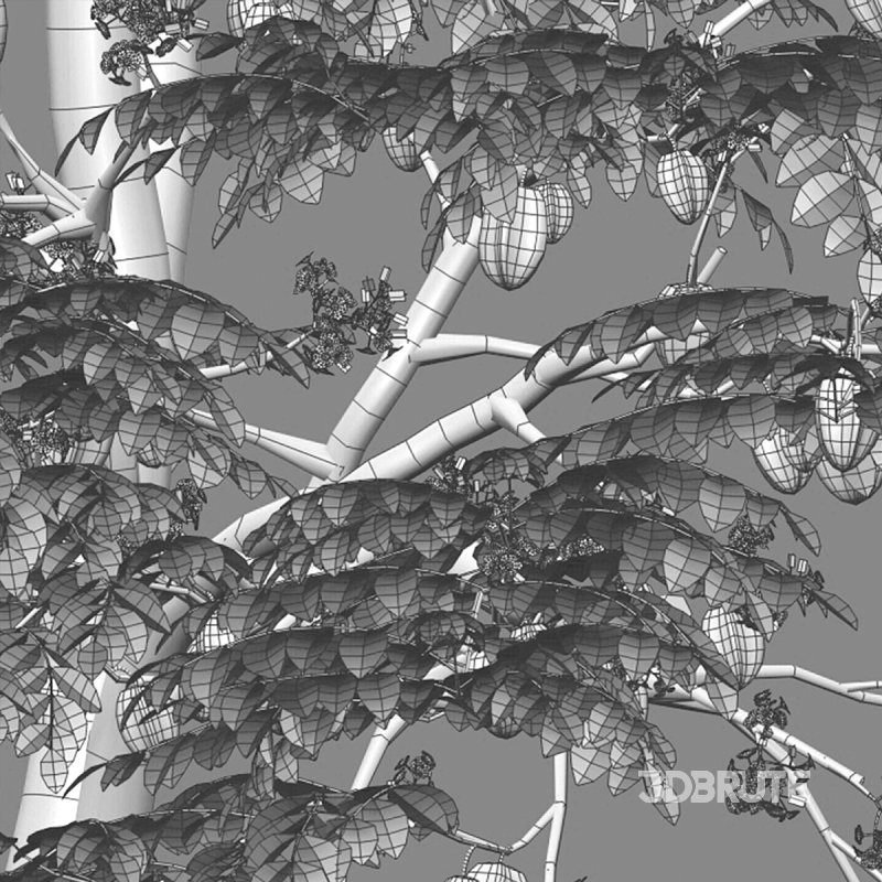 Averrhoa carambola – Starfruit tree 06 Image 4