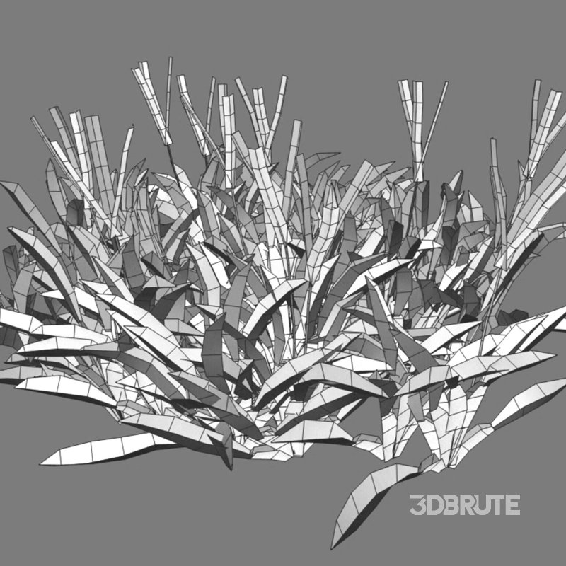 Axonopus Compressus Set 01 Image 6