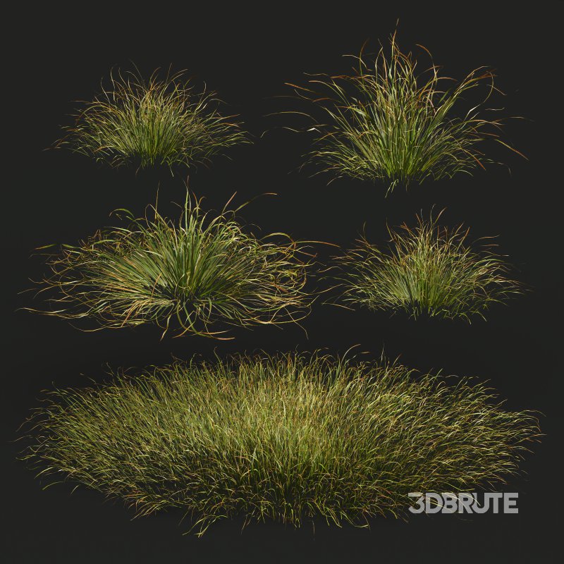 AV 20 different grass Stipa arundinacea Anemanthele lessoniana and Stipa arundinacea Sweet Grass Image 6