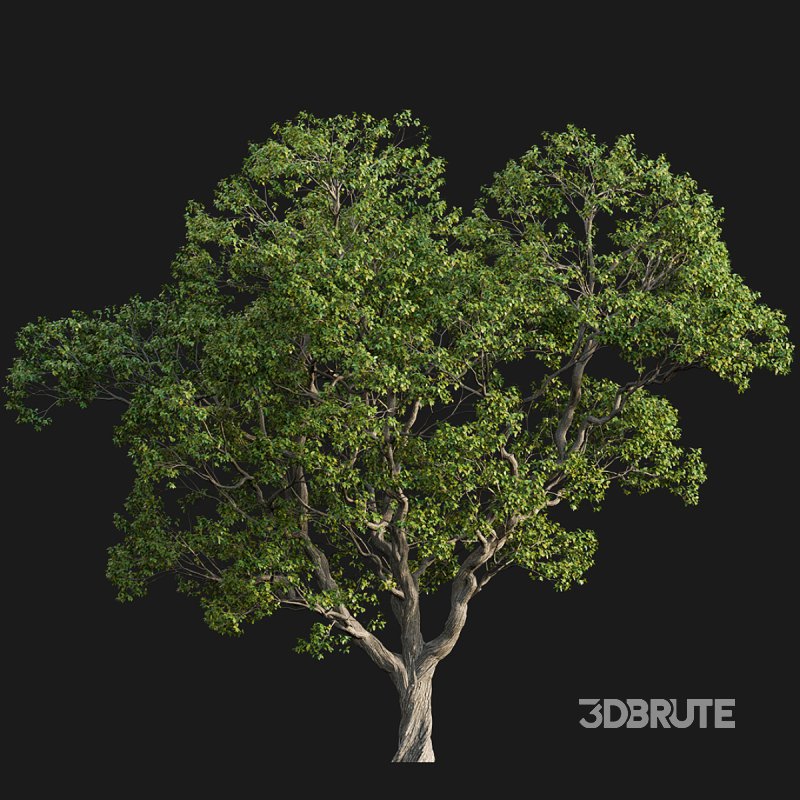 Cinnamomum camphora 03 Image 4