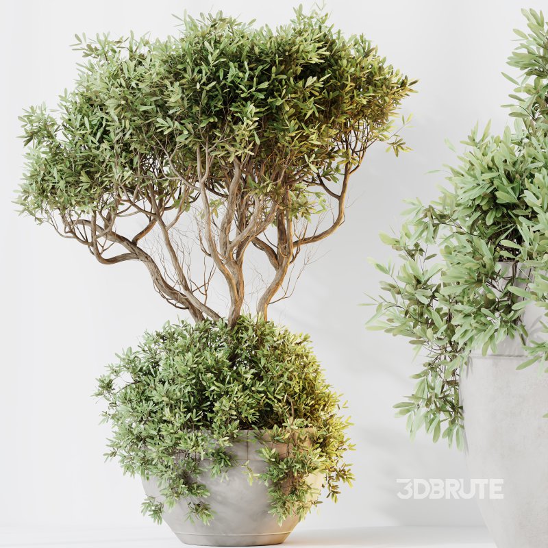 AV Indoor plants set 182 Mission Kalamata Leccino Arbequina Wilsonii Chemlali Olive and Alocasia Image 4