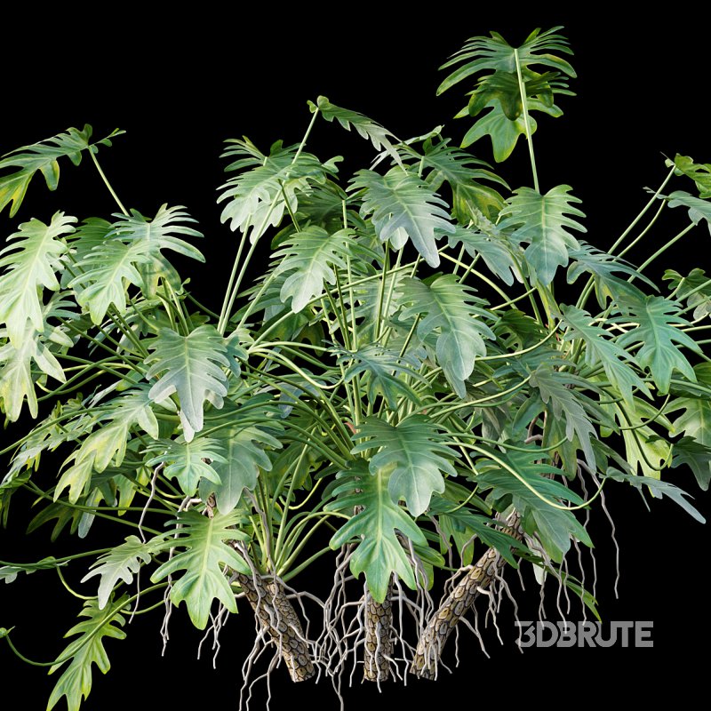 Philodendron xanadu Image 5