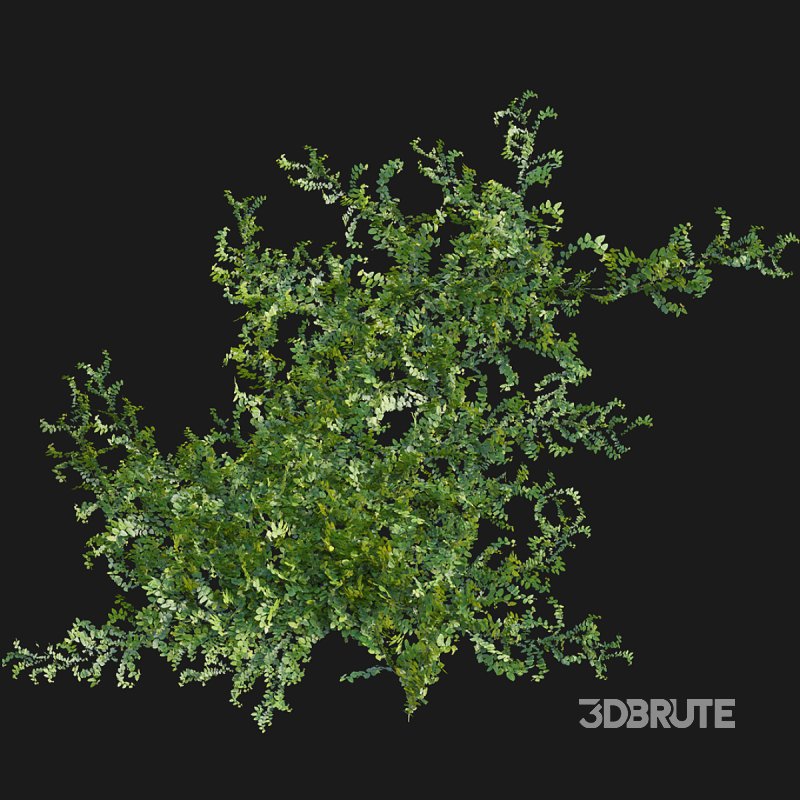 Moraceae – Ficus pumila Image 3