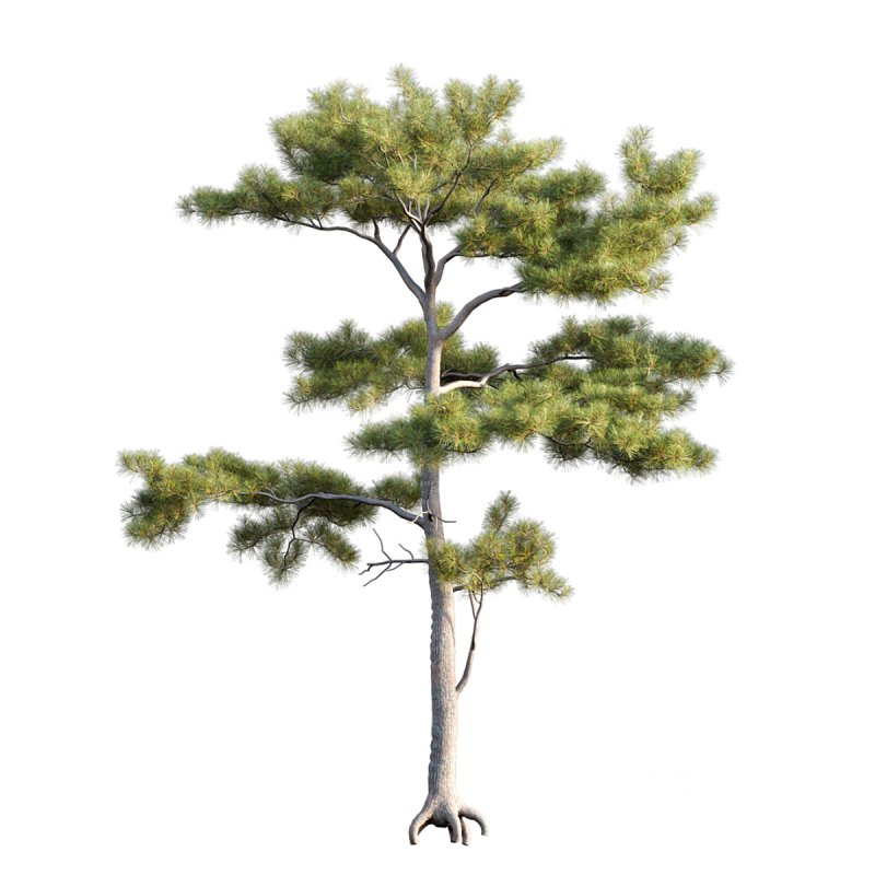 Pinus tabuliformis 03 Image 2