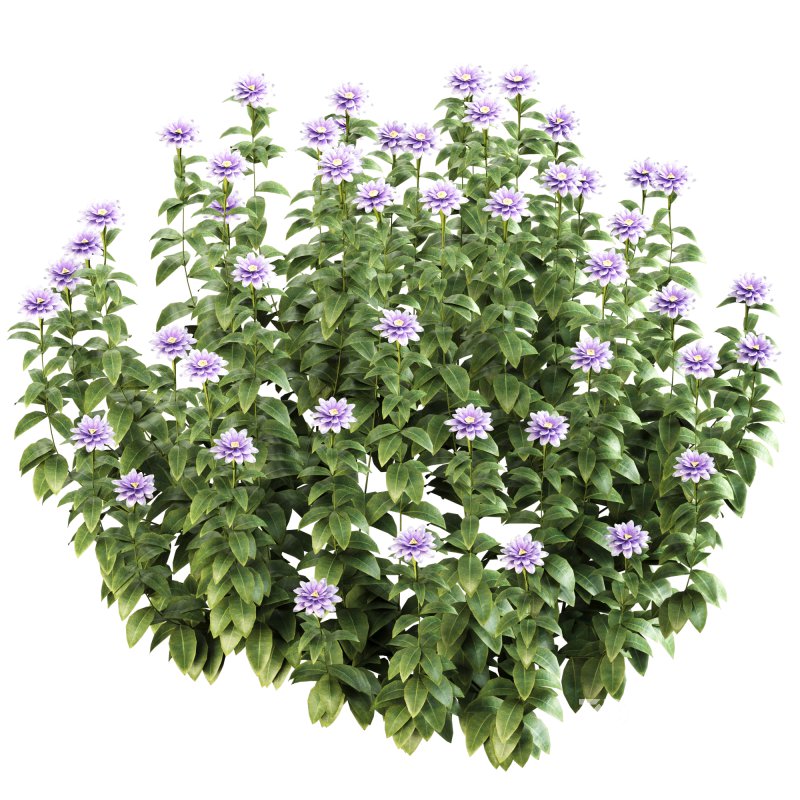 ornamental bush bloom Image 6