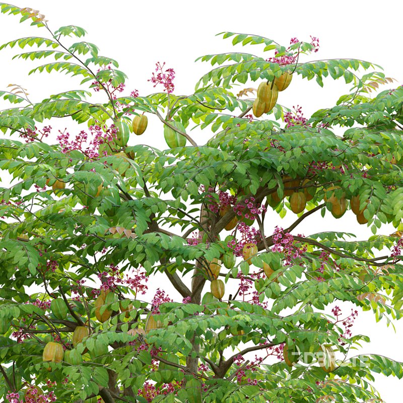 Averrhoa carambola – Starfruit tree 04 Image 2