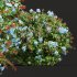 AV Ceratostigma Plumbaginoides Bleiwurz Bush - Thumbnail 6