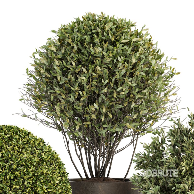 Outdoor Plant Set 015 Image 3