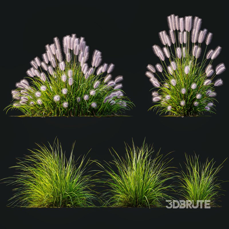 AV 6 different Grasses Pennisetum Alopecuroides Lampenputzergras Fountain Hameln and Carex Elata Aurea Image 8