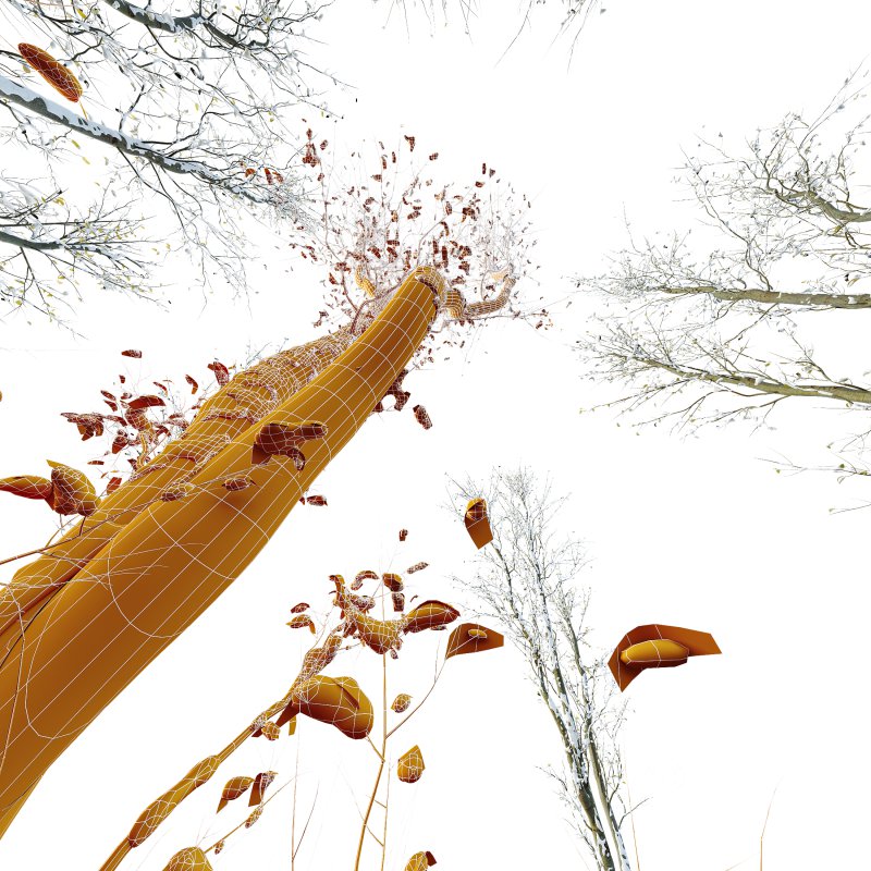 AV Plants Celtis Australis Winter Snow Image 4