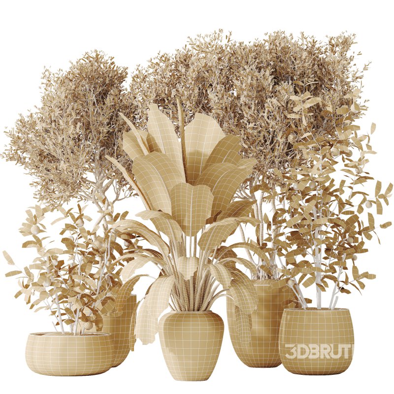 AV Indoor plants set 179 Mission Arbequina Olive and Ficus Robusta Abidjan and Mandarin Citrus Fruit Bonsai Orange Tree Image 9