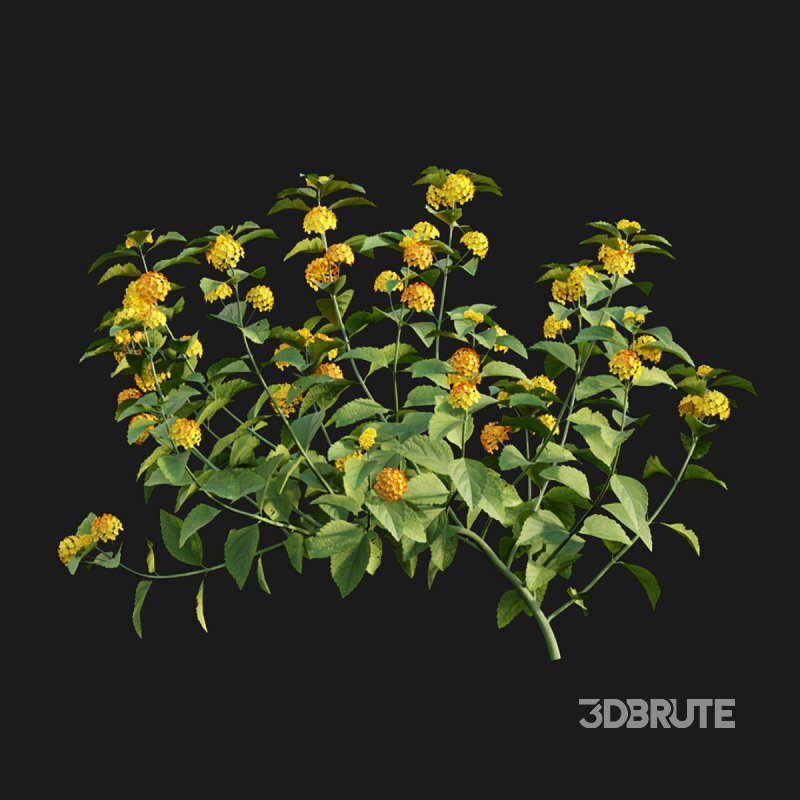 Lantana camara Image 4